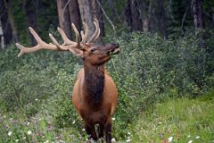 00 Elk On The Side Of The Road Near Johnston Canyon In Summer.jpg